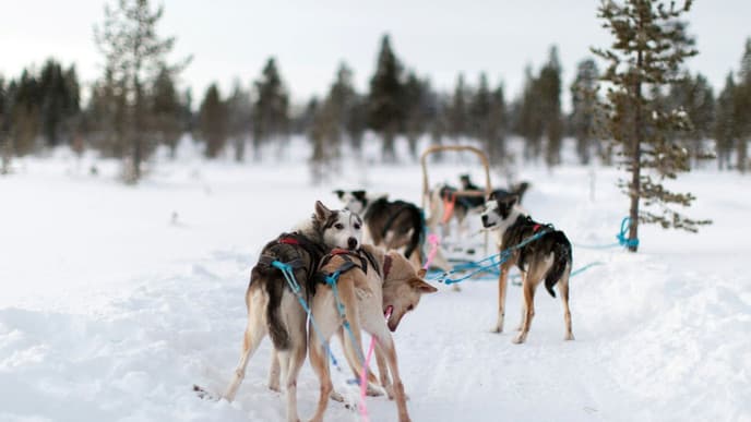 A day of dog sledding