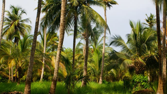 Get ready for island fun!