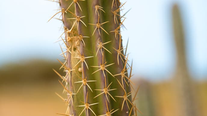 Sanddünen und ein Sumpferlebnis