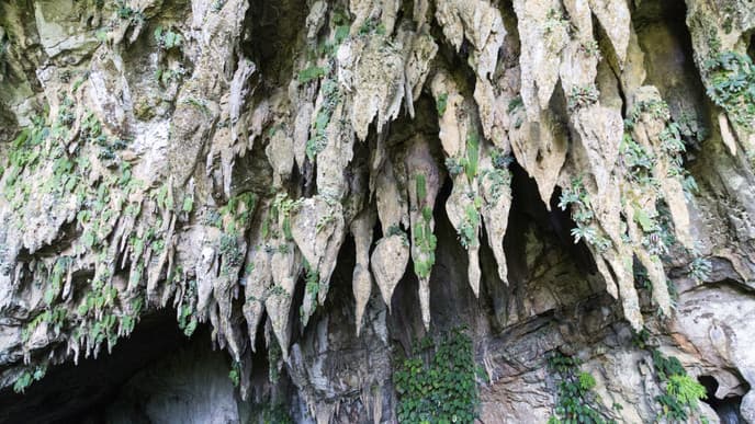 Long Boat Cruises and Jungle Trekking