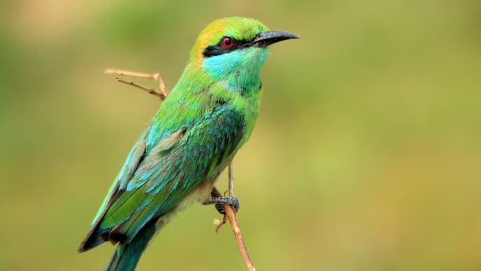 Visit The Stunning Bundala National Park