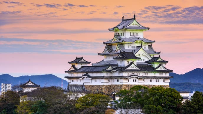 Affen in freier Wildbahn