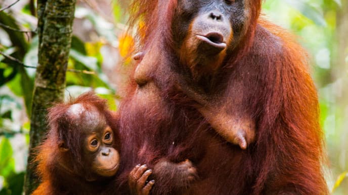 Flussfahrt und Orang-Utans