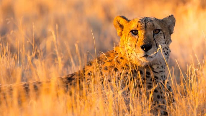 Flight transfer to Etosha National Park