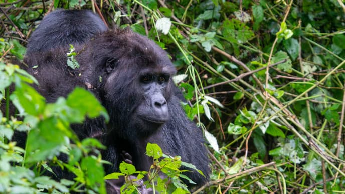 Mountain gorilla experience & farewell