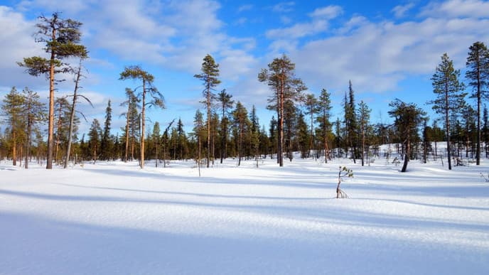 Embark on a snowmobiling adventure