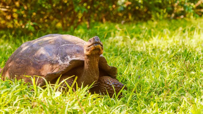 Die Galapagosinseln und die Charles Darwin Forschungsstation