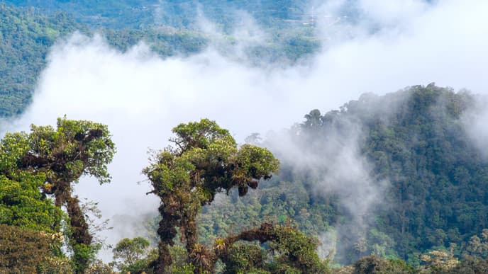 Explore the rainforest & indigenous traditions