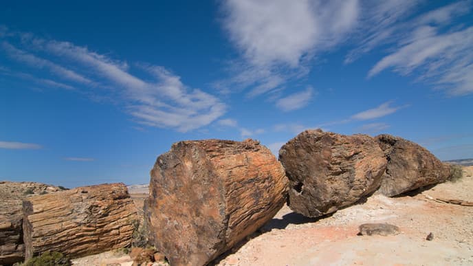Explore a Petrified Forrest