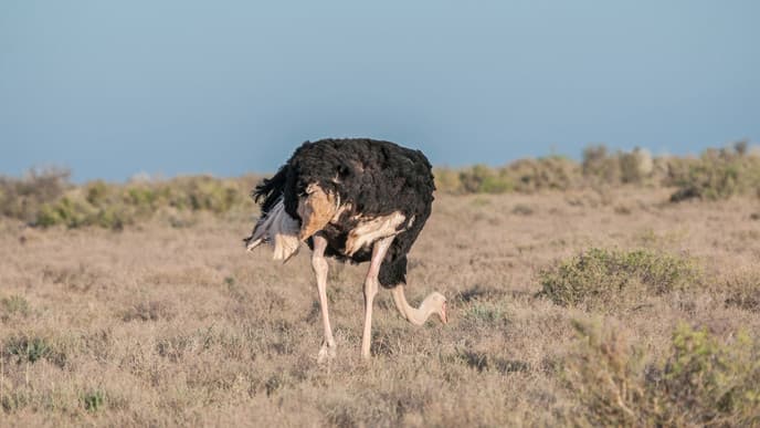 Wildlife watching & road trips