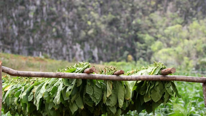 Panoramatour durch Viñales