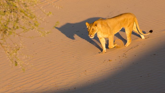 River and desert discovery