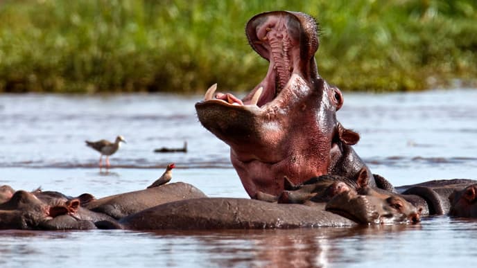 Spend Time at Lake Manyara National Park