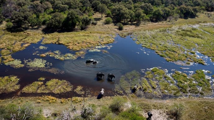 Keep Enjoying the Abundance of Wildlife at RRA Dinare