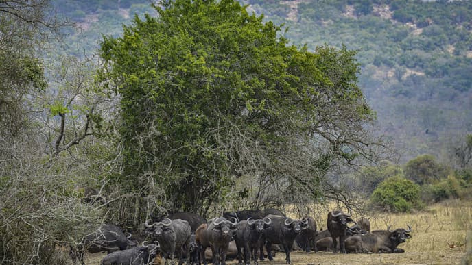 A full-day game drive adventure