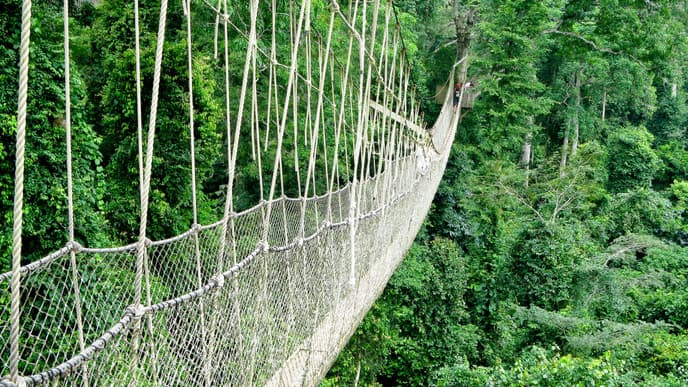 Visit Canopy Walkway In Kakum National Park