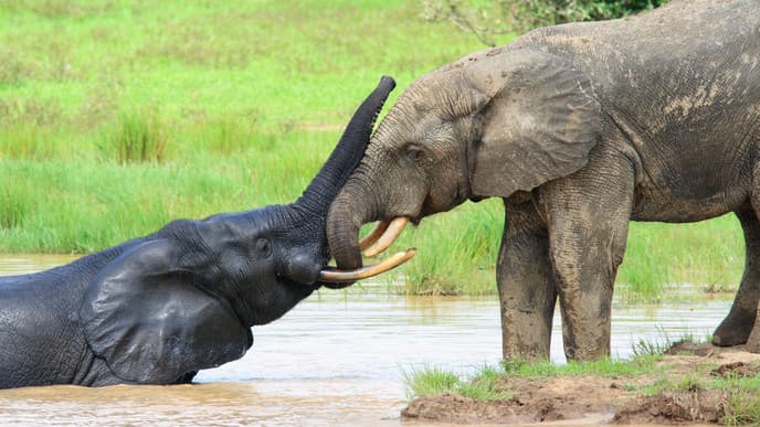 Two-Hour Tour Of Mole National Park