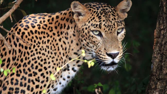 Discover The Rich Biodiversity Of Sri Lanka At Yala