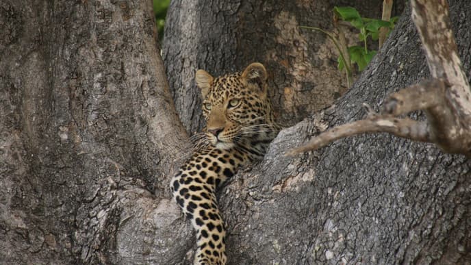 Second full day in Chobe National Park