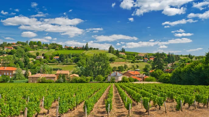 Hit The Beaujolais Wine Route