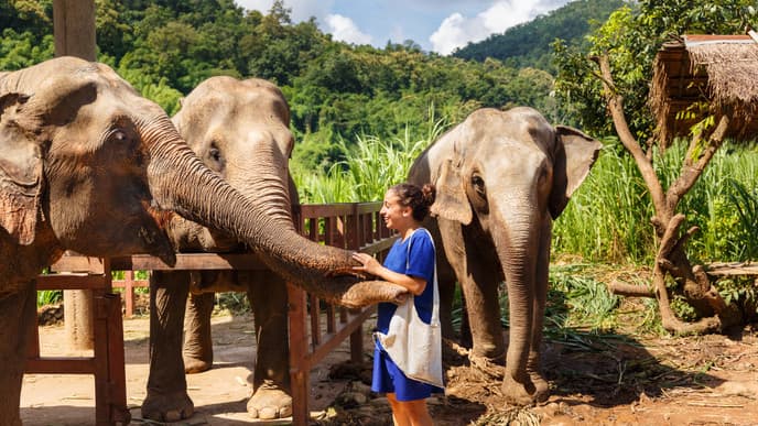 Immersive experiences in Chiang Mai