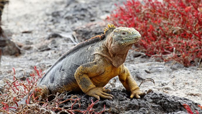 Varied & wonderful wildlife