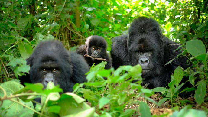 Mountain gorilla experience & farewell