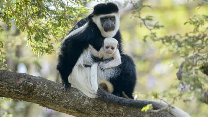 Tracking colobus monkeys & a tea tasting
