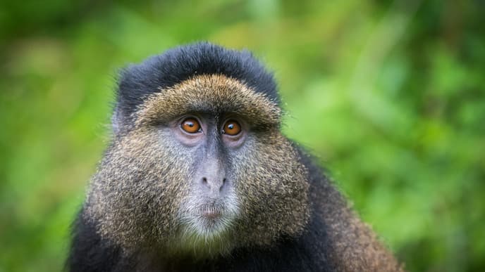 Searching for golden monkeys