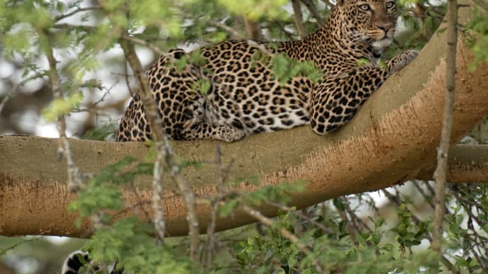 Safari in Masai Mara