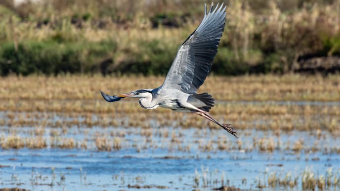 The biodiversity of Albufera Natural Park