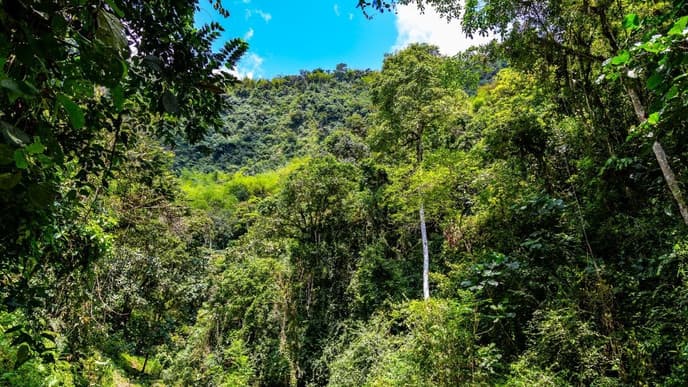 Into the cloud forest