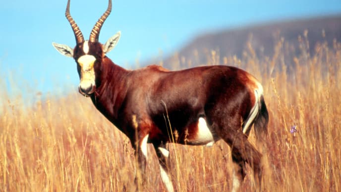 Deeper into the Karoo