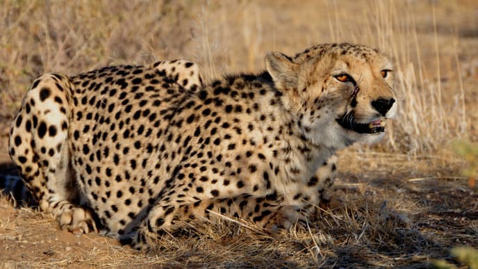 Auf der Suche nach Leoparden