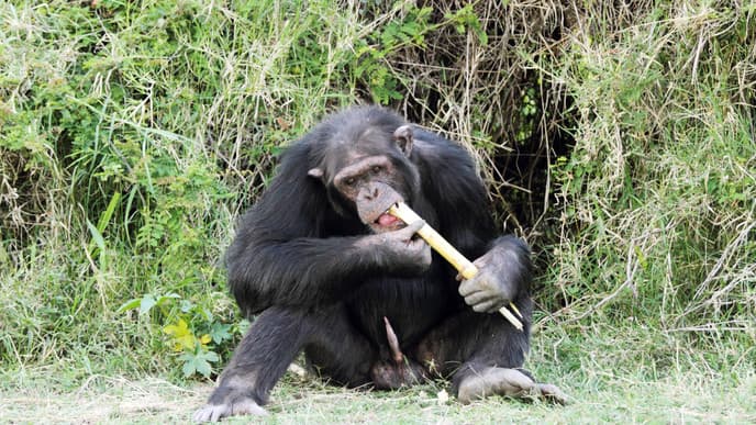 See Rhinos and Chimpanzees