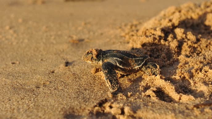 Discover the magic of sea turtles