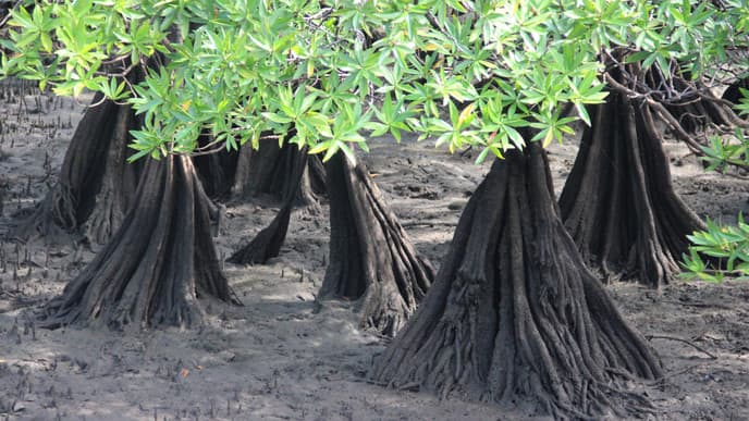 Wildlife in the mangroves & Afro-Colombian culture