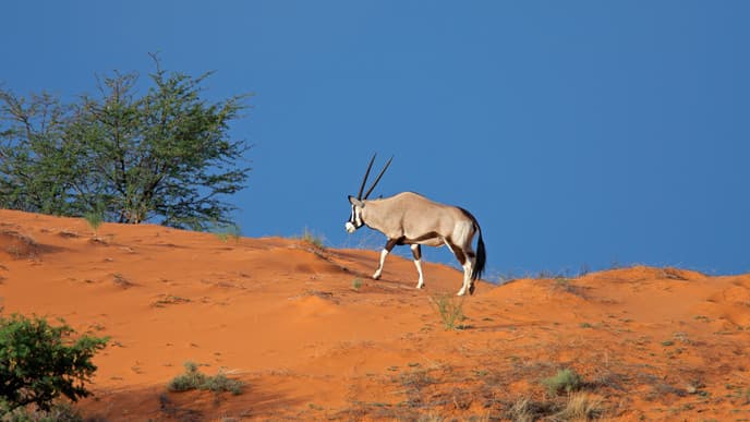 Drive To The Kalahari Desert