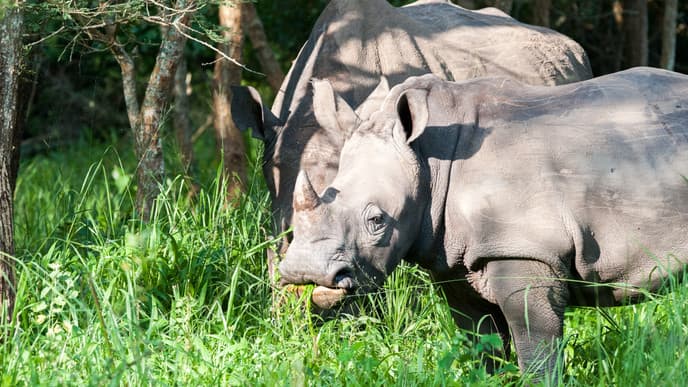 Try And Find The White Rhinos