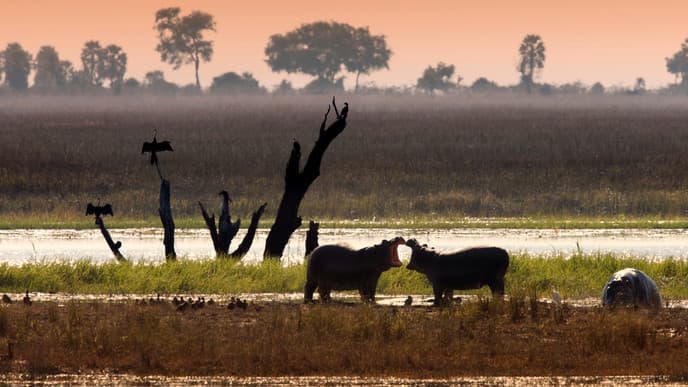 First full day in Chobe National Park
