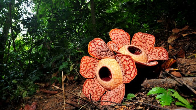 Embark On A Guided Nature Walk In Kinabalu Park