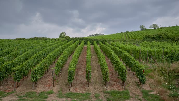 Learn About All Things Wine in the Cape Winelands