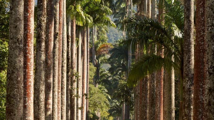 Explore Rio's Botanical Garden