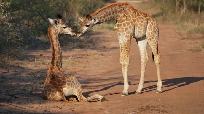 Go On Memorable Game Drives in Kapama