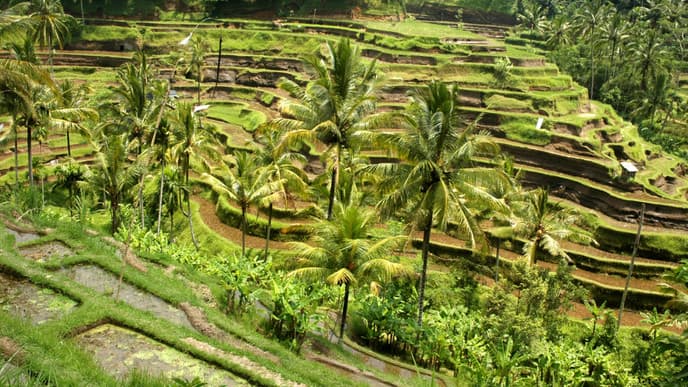 Discover the beauties of Ubud