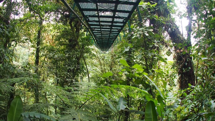 Den Nebelwald aus allen Blickwinkeln geniessen