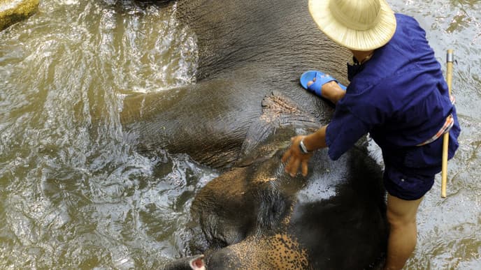 Dickhäuter in Chiang Mai