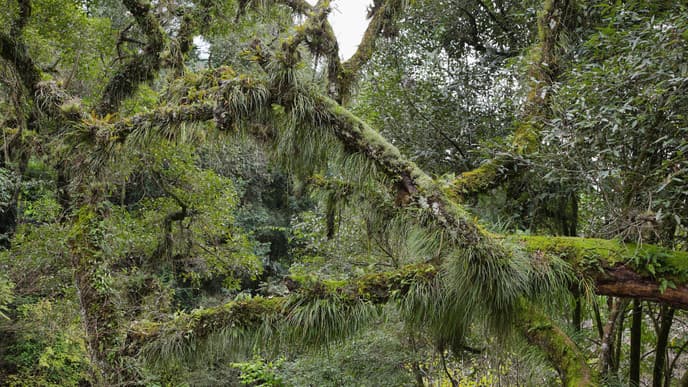 Wanderung durch den Nebelwald