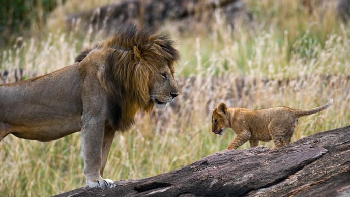 Sensational Serengeti