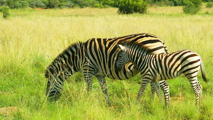 Traverse the South African Wilderness